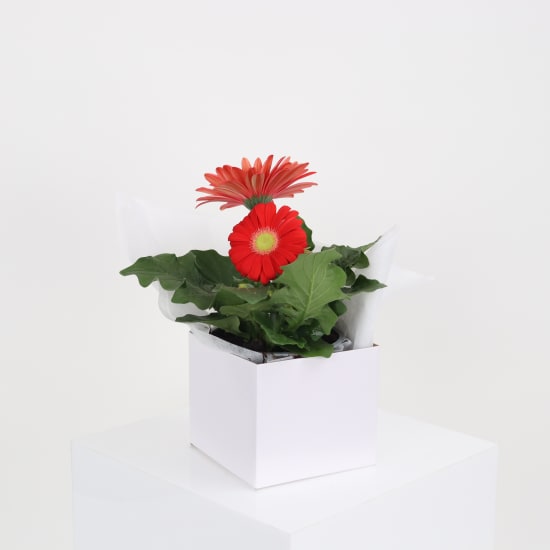 Potted Gerbera Plant  - Standard