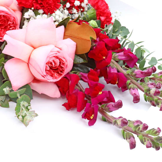 Rosette Dreams  - Standard