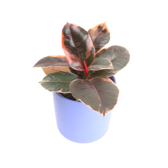 Ruby Ficus in a Blue Pot - Standard