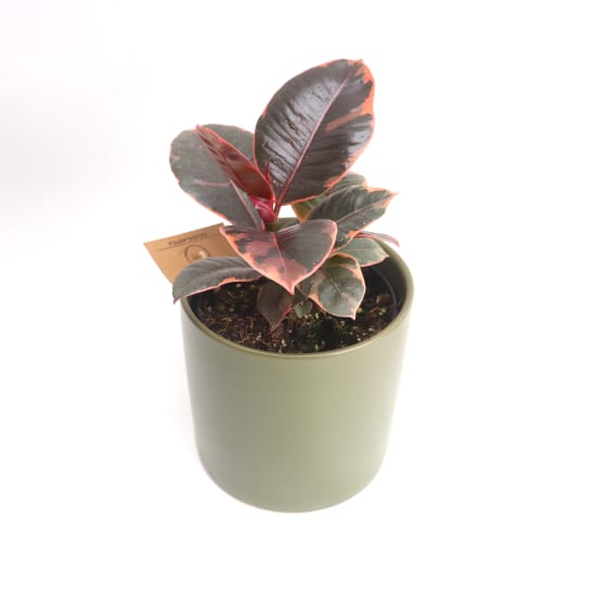 Ruby Ficus in a Green Pot - Standard