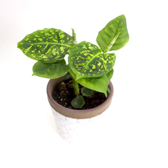 Patterned Pot - Diffenbachia - Standard