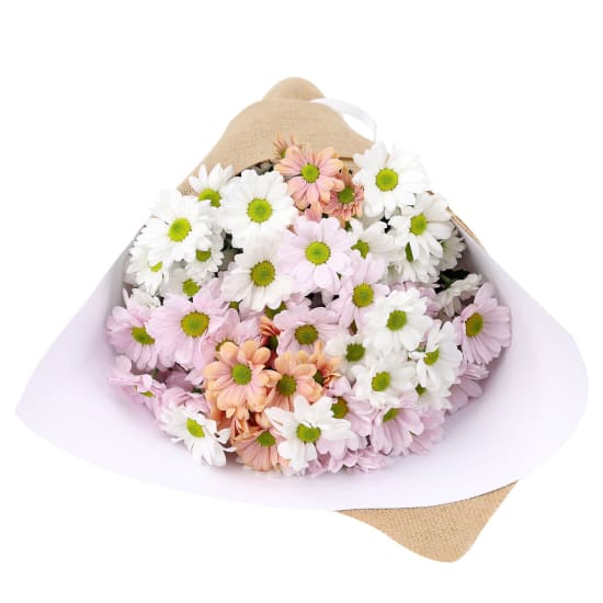 Chrysanthemums - Mixed Pastels - Deluxe