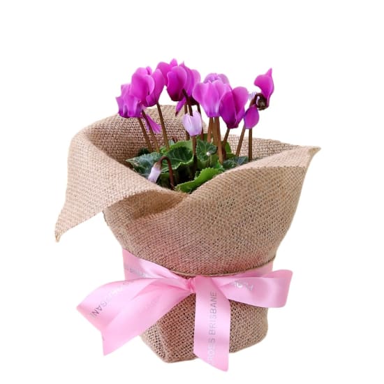  Cyclamen In Hessian  - Standard