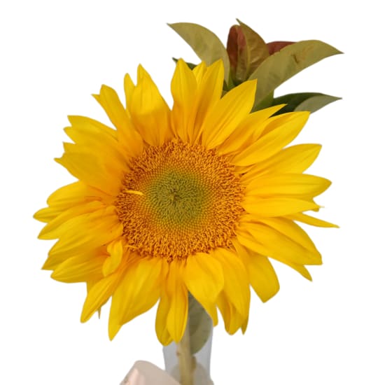 Sunny Skies Bud Vase  - Standard