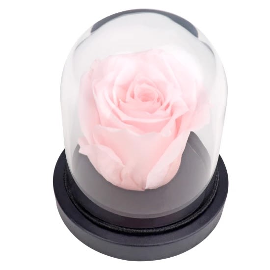 Pink Champagne Rose Dome  - Standard