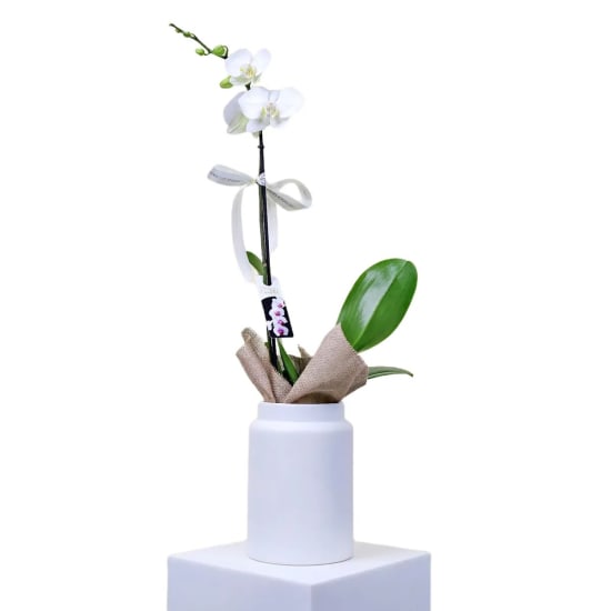 Elegant Phalaenopsis Orchid  - Standard