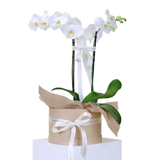 Indulgent Orchids  - Standard