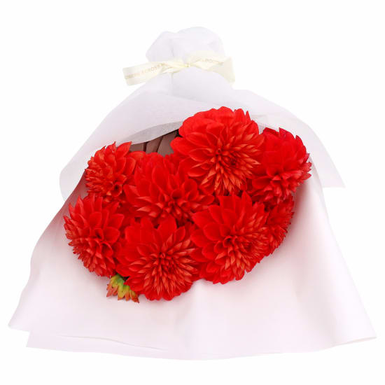 Vibrant Dahlia Blossoms  - Standard