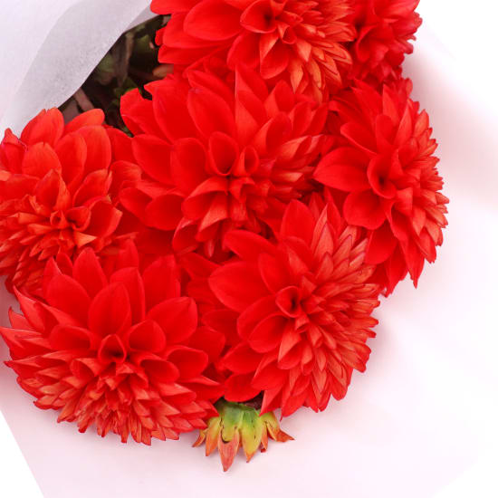 Vibrant Dahlia Blossoms  - Standard