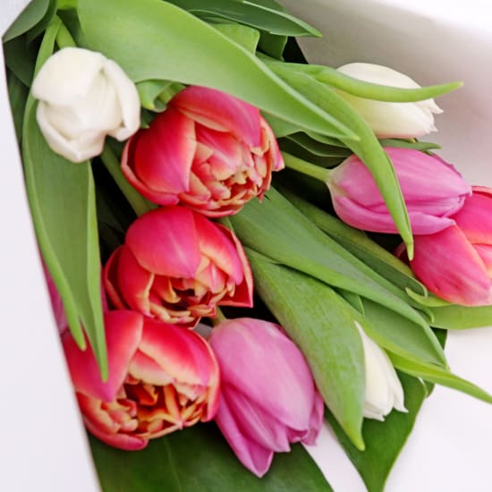 Tulips Pastel Mixed - Standard
