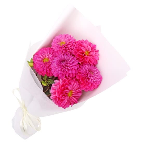 Hot Pink Dahlia Splash - Standard