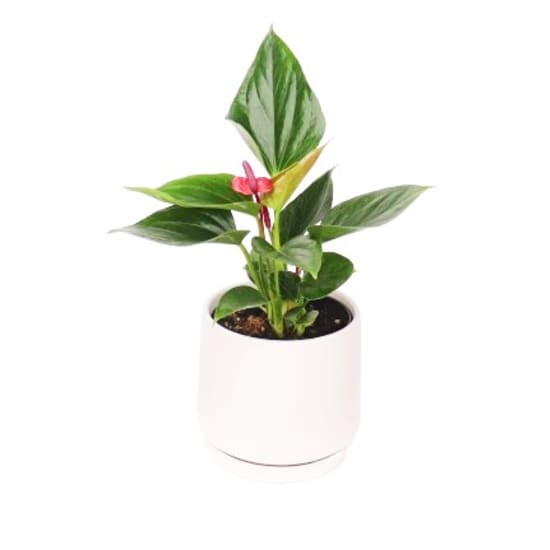 Potted Anthurium Plant - Standard