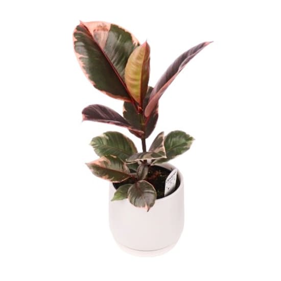 Potted Ruby Ficus Plant - Standard