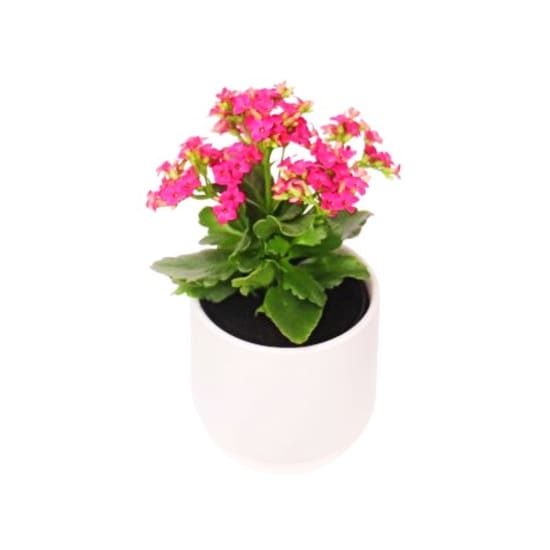 Potted Kalanchoe Plant - Standard