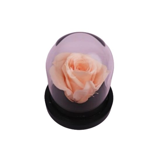 Champagne Rose Dome - Standard