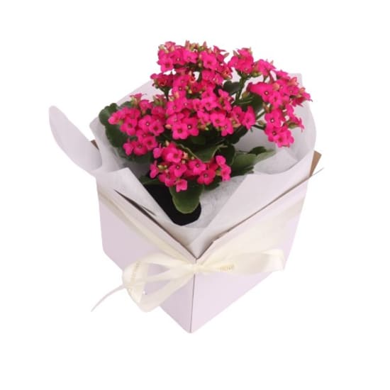 Boxed Kalanchoe - Standard