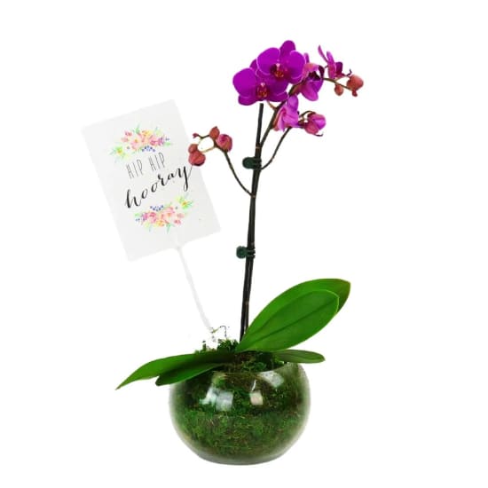 Hooray Orchid - Standard