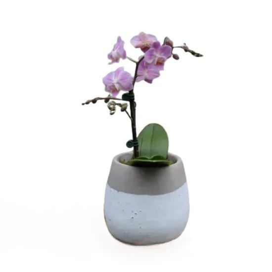 Contemporary Orchid - Standard