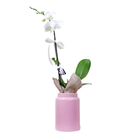 Orchid Splendour  - Standard