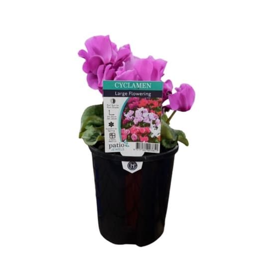 Potted Cyclamen Plant 130mm  - Standard