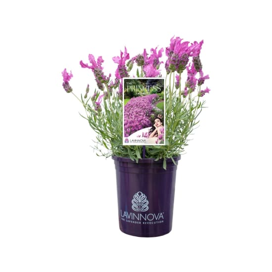 Lavender Plant 140mm - Standard