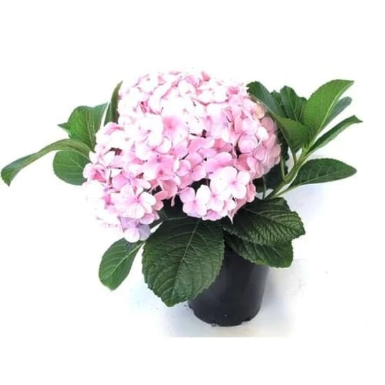 Hydrangea Plant 190mm  - Standard