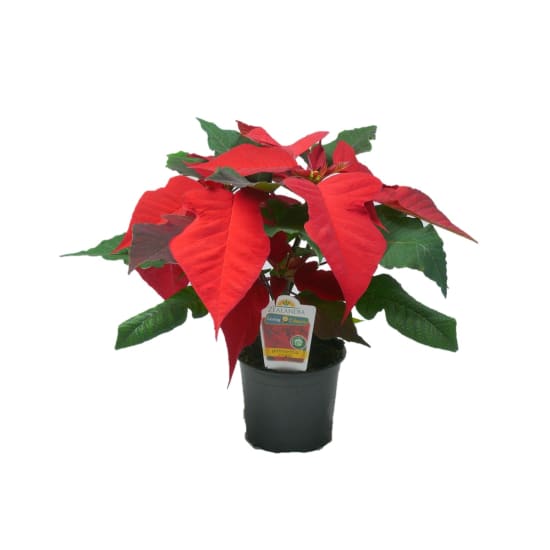 Potted Poinsietta  - Standard
