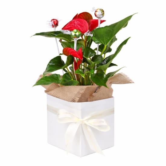 Lindt Anthurium Paradise  - Standard