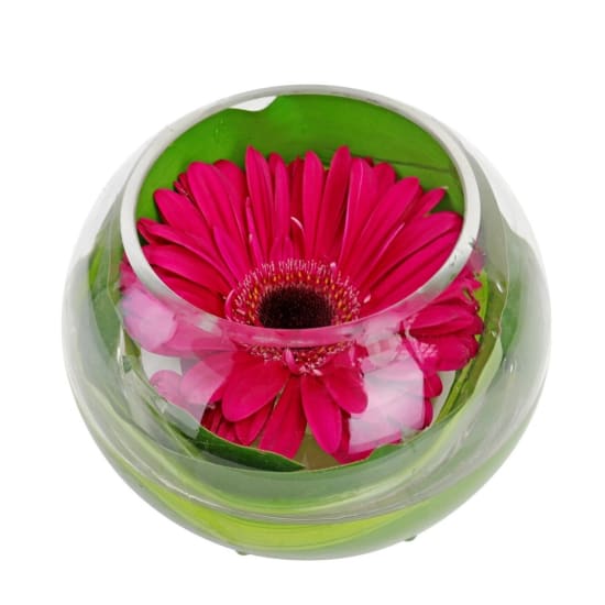 Gerbera Fishbowl Arrangement - Standard