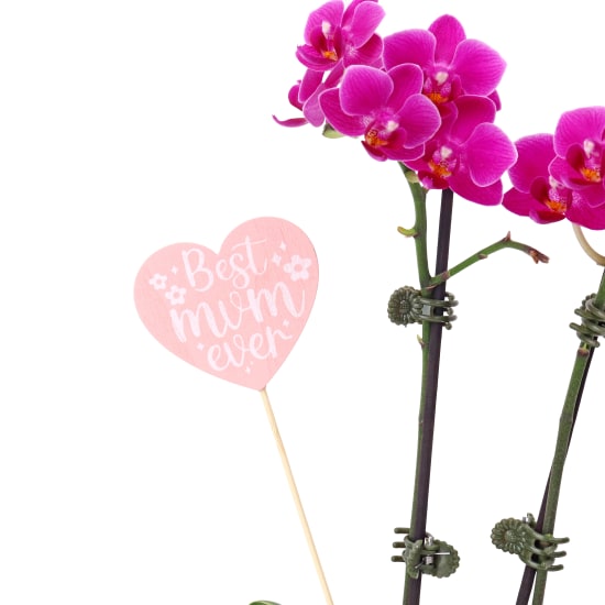 Best Mum Ever Orchid In Fishbowl - Standard