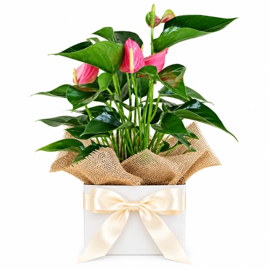 Anthurium Plant - Standard