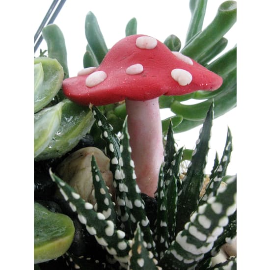 Hanging Garden Terrarium - Standard