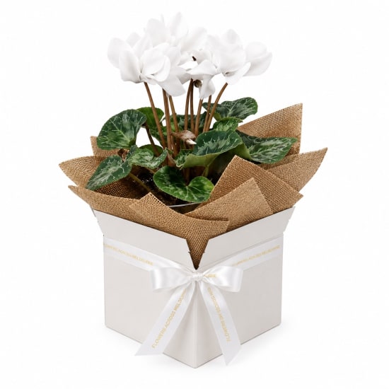 Gift Boxed Cyclamen - Standard