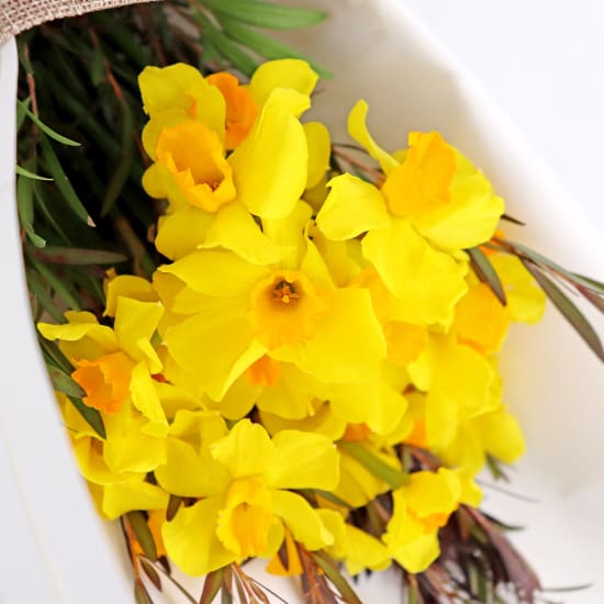 Little Jonquils - Standard