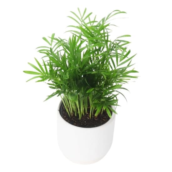 Parlor Palm In White Pot - Standard