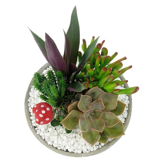 Little Oasis Planter - Standard