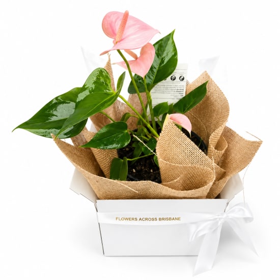 Gift Boxed Anthurium Plant - Standard