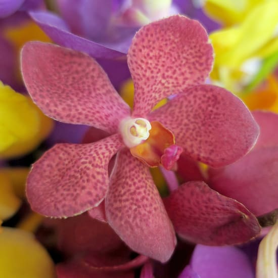 Kaleidoscope - Deluxe