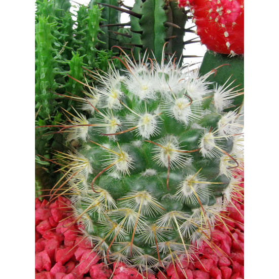Cacti Garden - Standard
