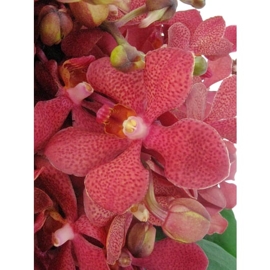 Orchid Bunch - Deluxe