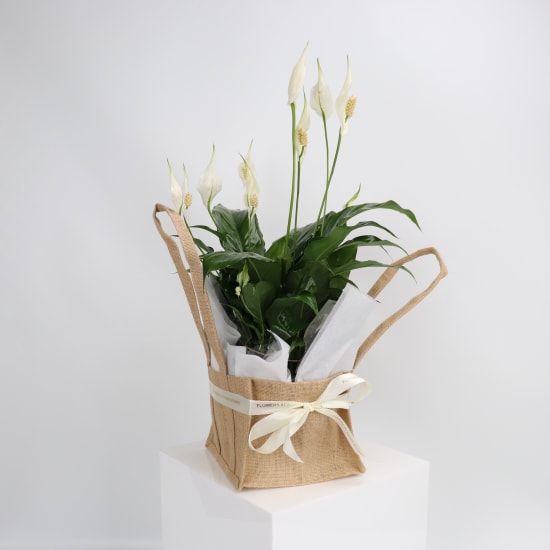 Peace Lily In Hessian Bag - Standard