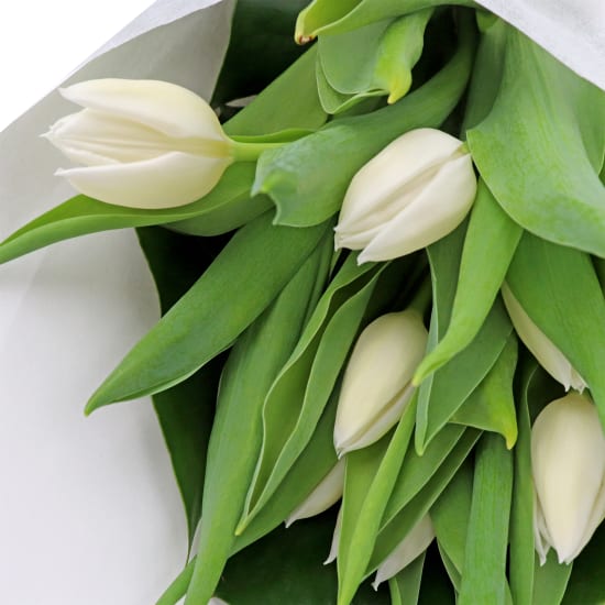 White Tulip Bunch - Standard