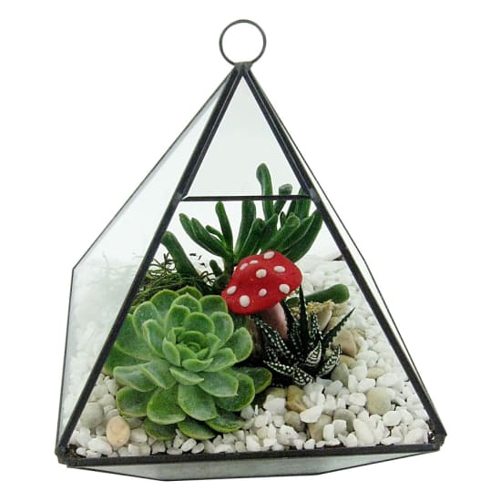 Hanging Garden Terrarium - Standard