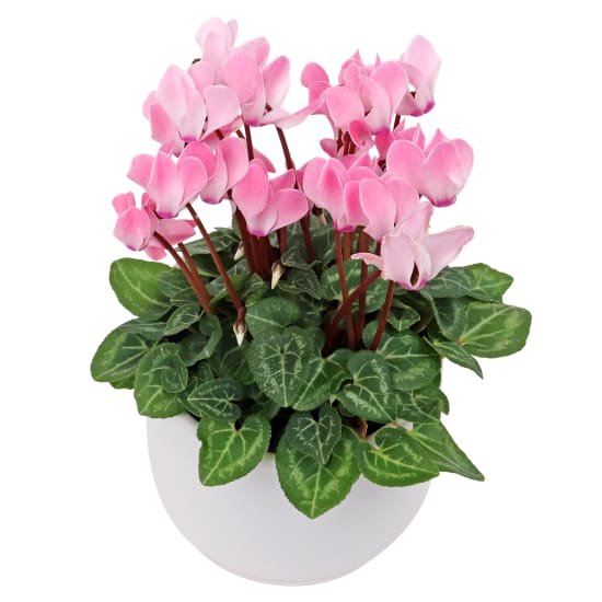 Cyclamen Dreams - Standard