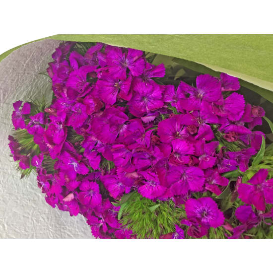 Sweet William - Standard