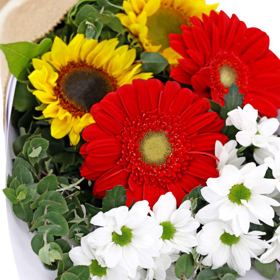 Hello There Bunch - Deluxe