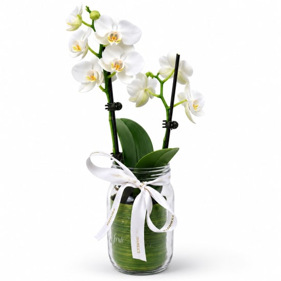 Phalaenopsis Mason Jar - Standard