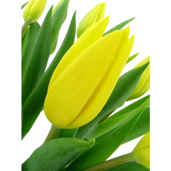 Sweet Simplicity - Standard