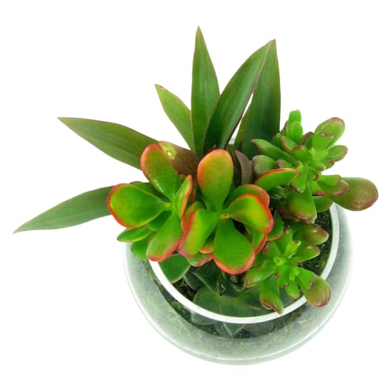 Now You See Me Succulent - Standard