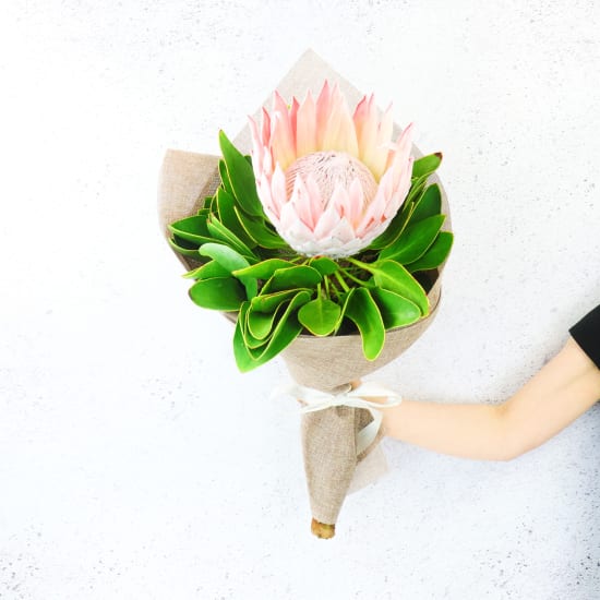 King Protea - Standard